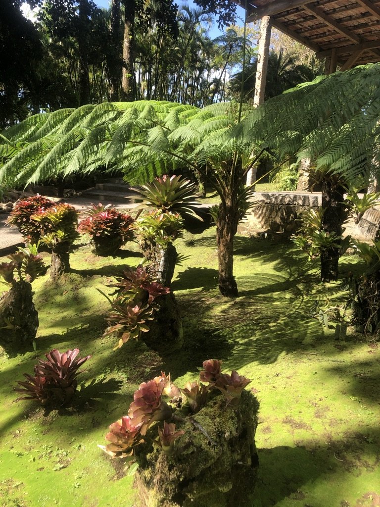 Végétation tropicale du Jardin de Balata en Martinique