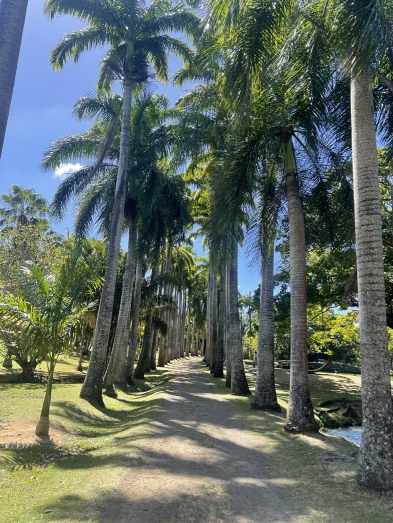 Allée de palmiers photographiée en Martinique