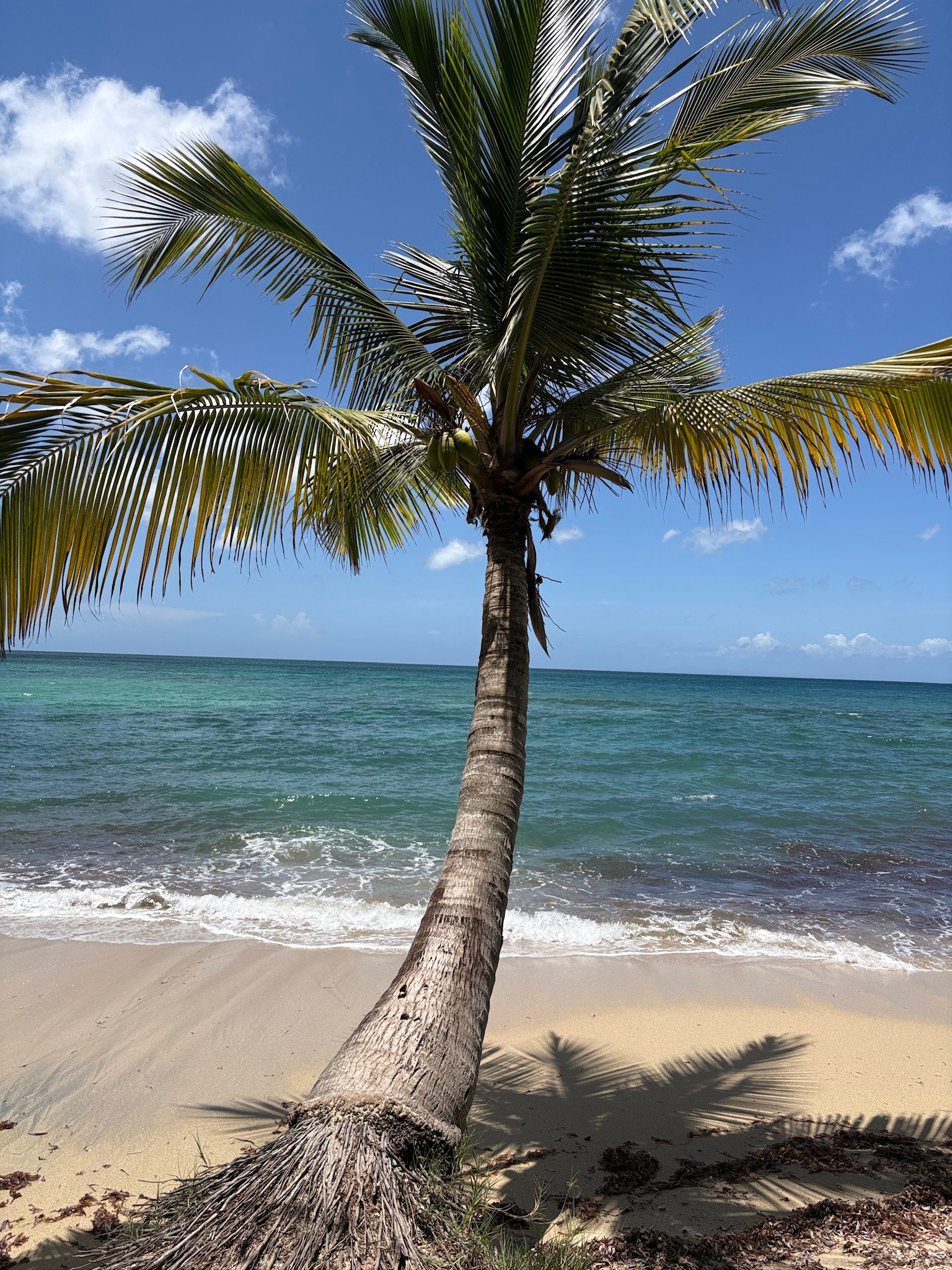 Plage tropicale photographiée lors d’un séjour en Martinique