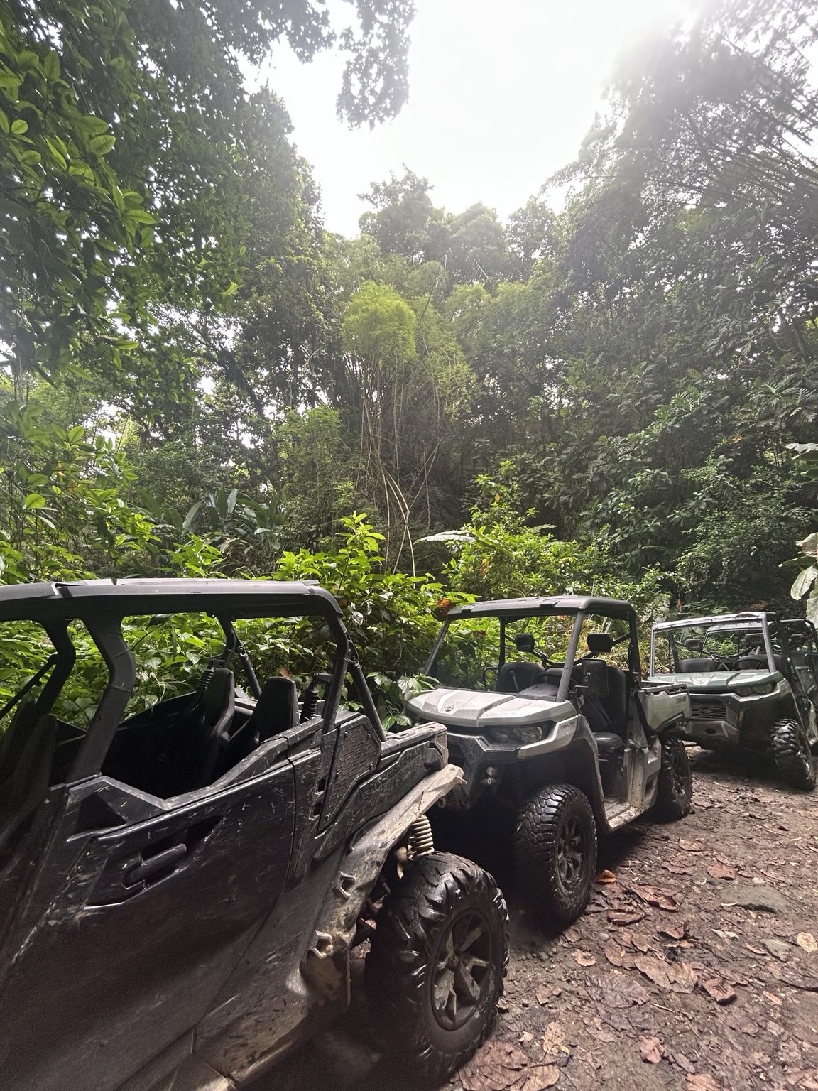 Buggys Trial Caraïbe stationnés dans la forêt tropicale