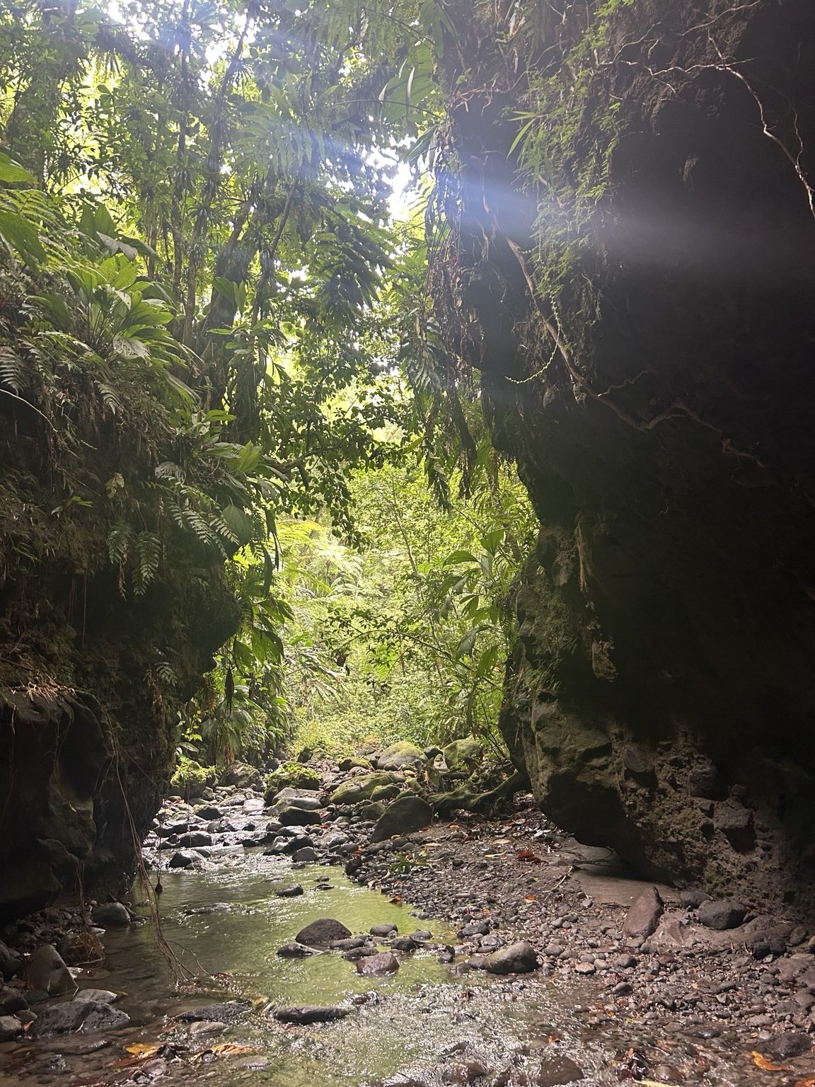 Rivière et végétation tropicale découvertes pendant l'excursion buggy dans le nord de la Martinique